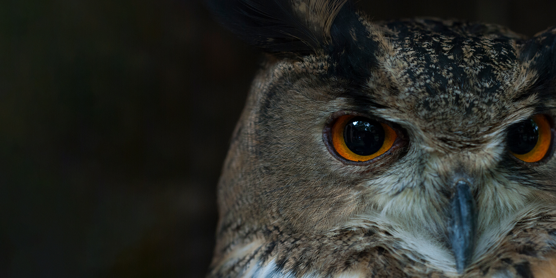 Infinite Regeneration